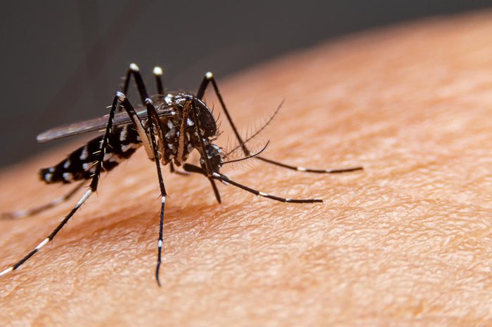 Por que o mosquito não transmite HIV?
